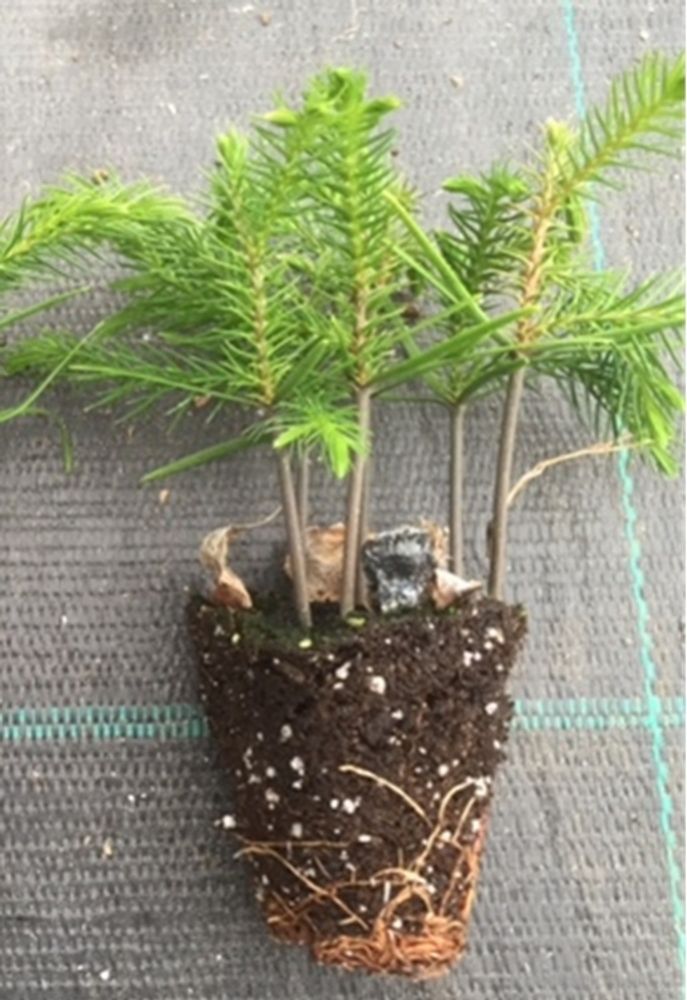 Seedling image, , Laughman, United States, 2017-02-21, Araucaria bidwillii - Bunya pine