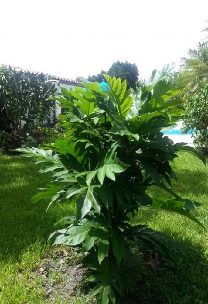 Seedling image, , Jerusalem, Israel, 2016-10-30, Artocarpus camansi - Breadnut