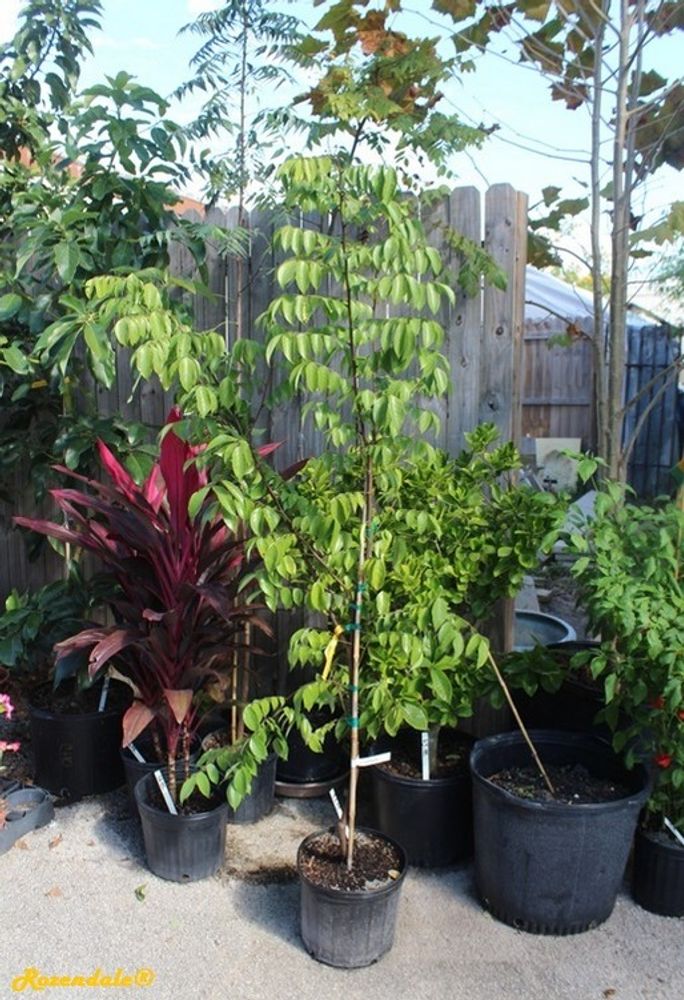 Seedling image, , Deltona, United States, 2016-10-29, Averrhoa carambola - Carambola