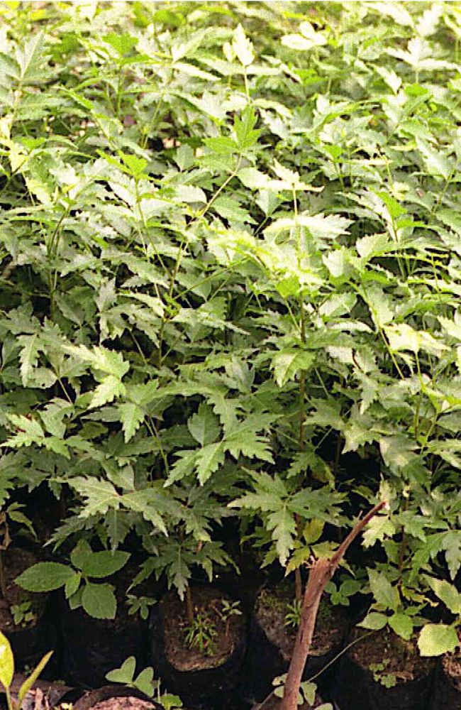 Seedling image, Maarten Rozendale, Kinshasa, Congo - Kinshasa, 2019-11-13, Azadirachta indica - Neem