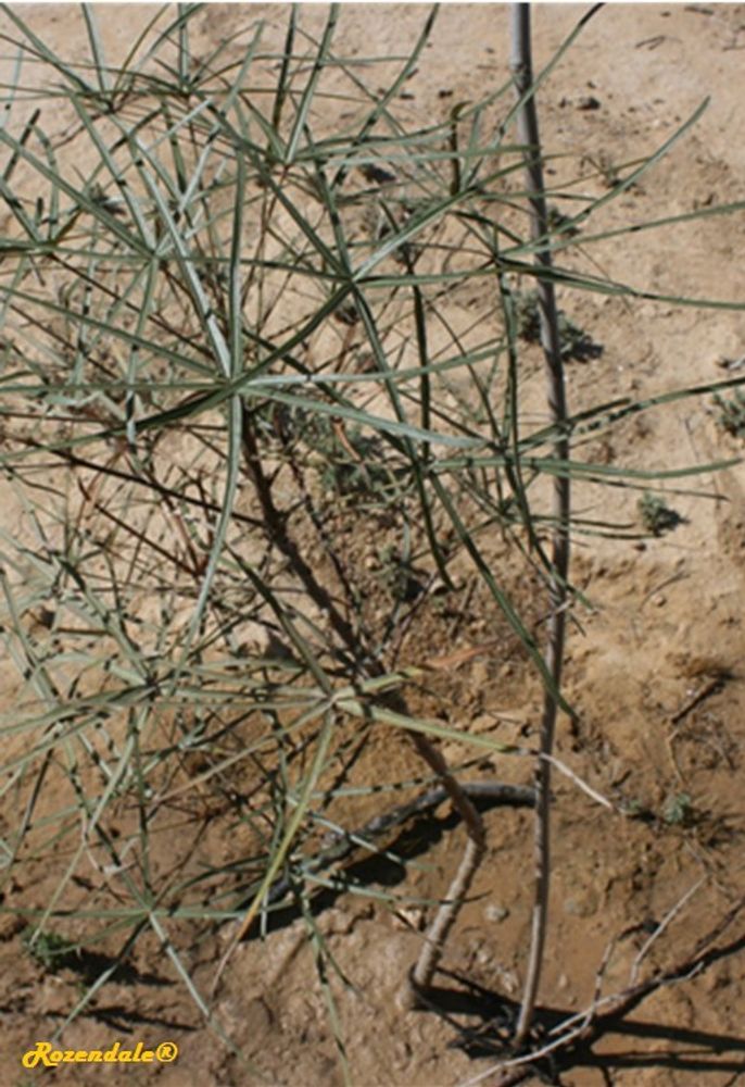 Seedling image, , Sdeh Boker, Israel, 2017-03-11, Brachychiton rupestris - Queensland bottle tree