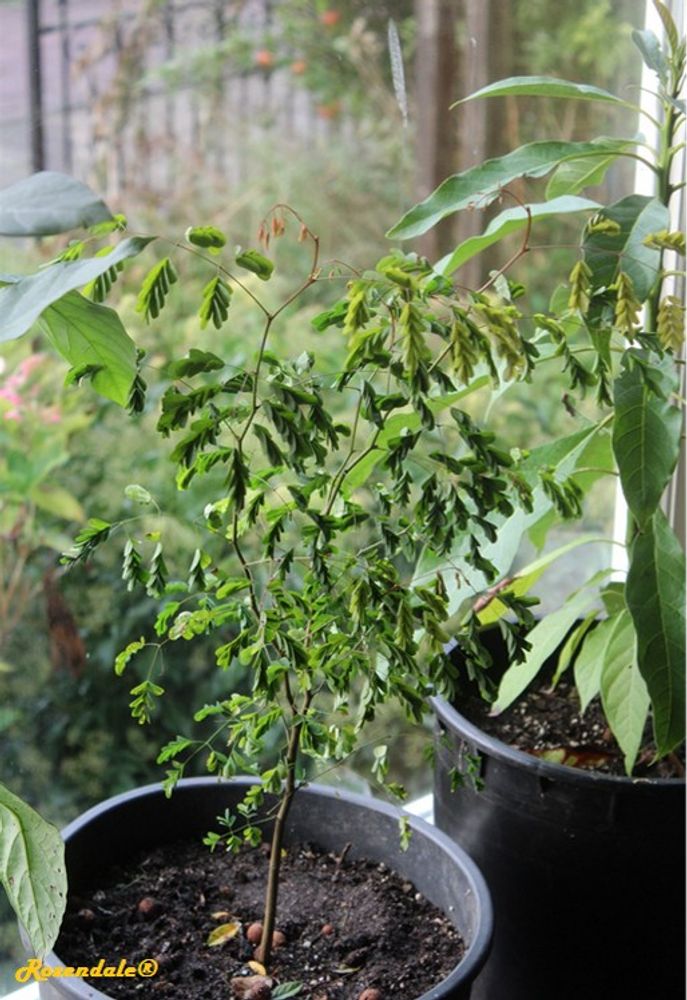 Seedling image, , Sdeh Boker, Israel, 2016-10-30, Caesalpinia ferrea - Leopard tree