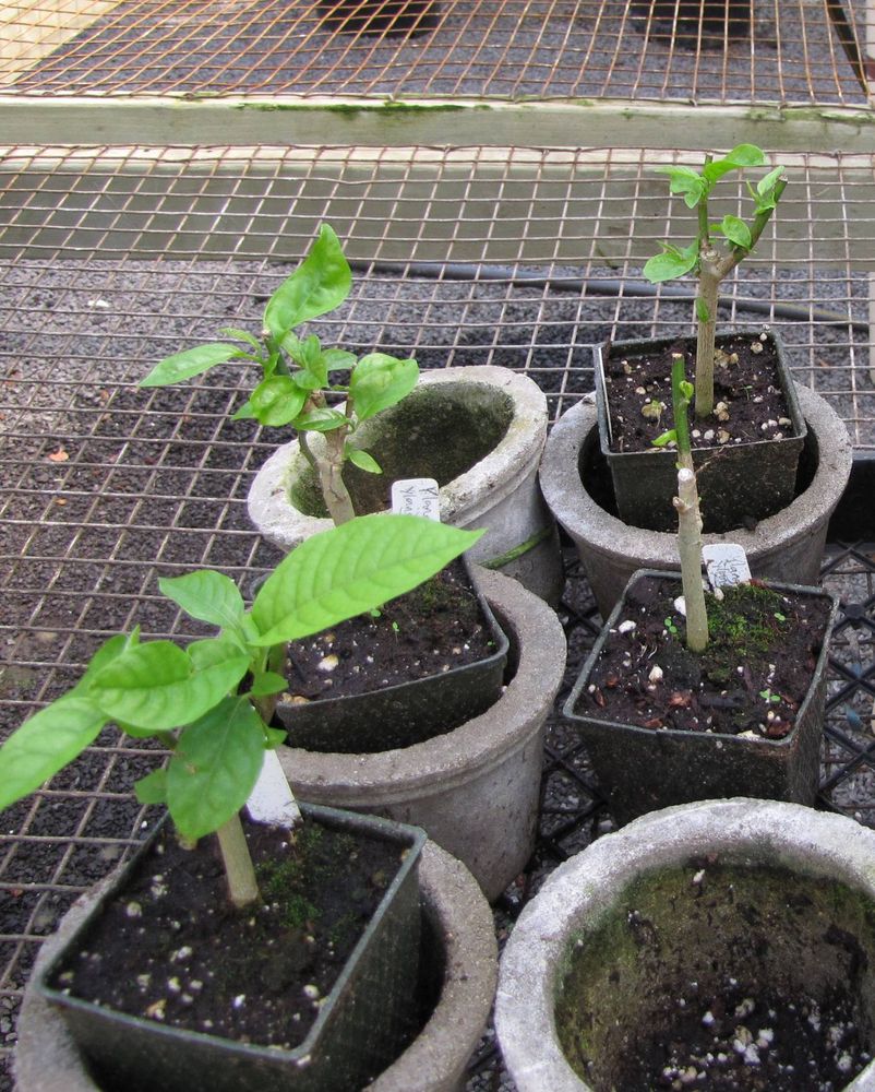 Seedling image, Maarten Rozendale, Maui, United States, 2019-11-11, Cananga odorata - Ylang Ylang