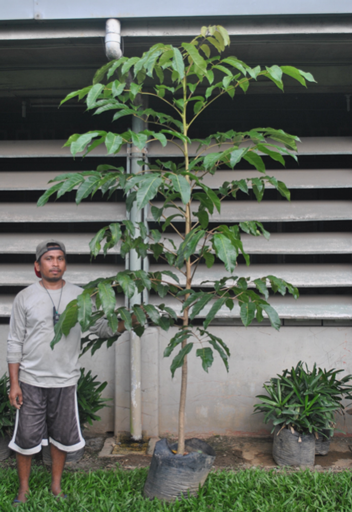 Seedling image, , Laughman, United States, 2017-02-21, Canarium ovatum - Pili nut tree