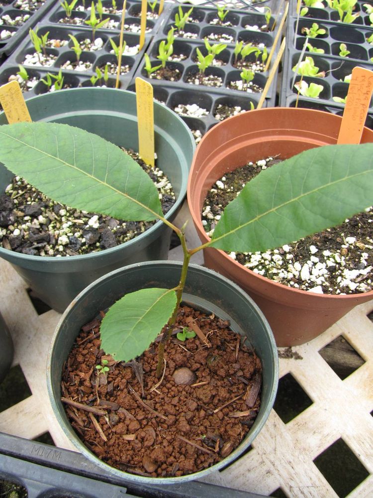 Seedling image, Maarten Rozendale, Makawao, United States, 2019-11-14, Carya illinoinensis - Pecan