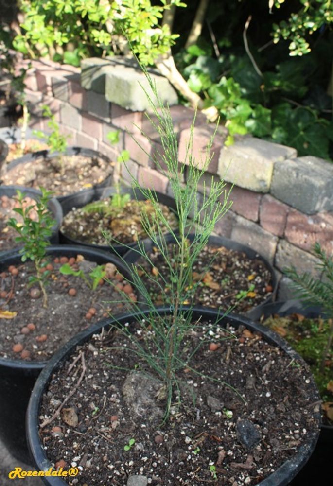 Seedling image, , Sdeh Boker, Israel, 2016-10-30, Casuarina cunninghamiana - River she-oak