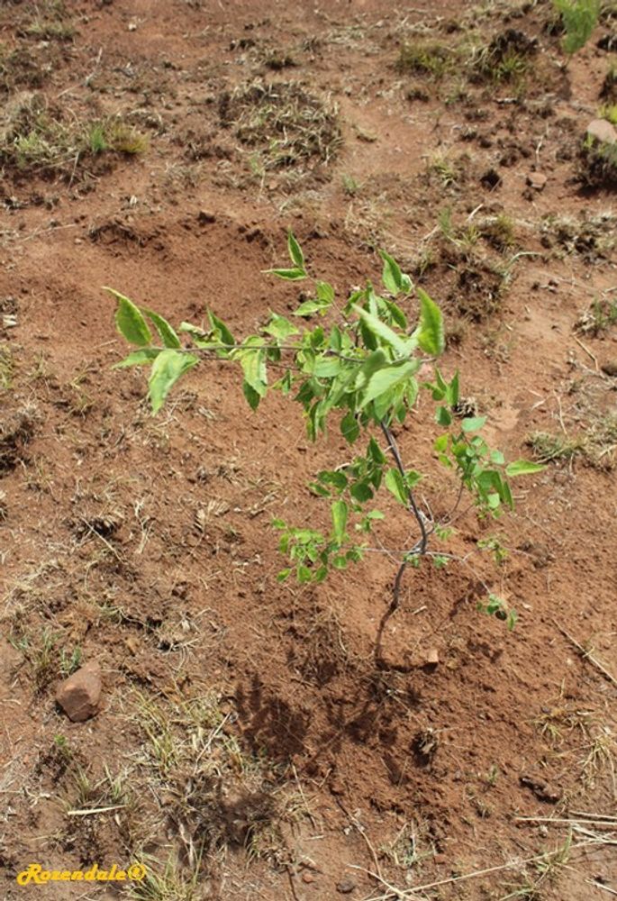 Seedling image, , Coral Gables, United States, 2017-02-22, Celtis africana - White Stinkwood