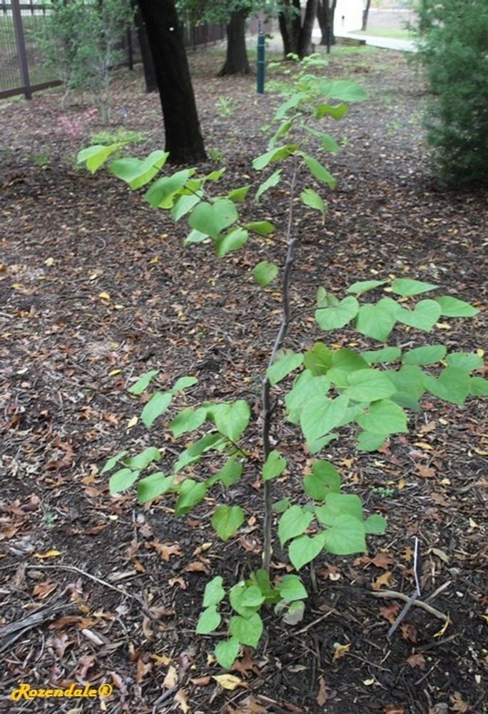 Seedling image, , Harry P Leu, Orlando, United States, 2017-02-21, Cercis canadensis - Eastern redbud