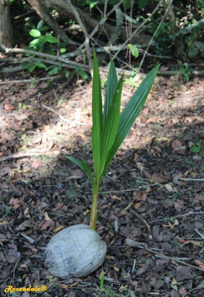 Seedling image, , Roodeplaat, South Africa, 2016-10-30, Cocos nucifera - Coconut tree