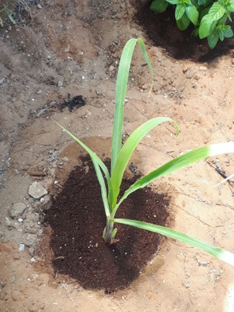 Seedling image, Maarten Rozendale, Holon, Israel, 2019-05-14, Cymbopogon citratus - Lemon grass