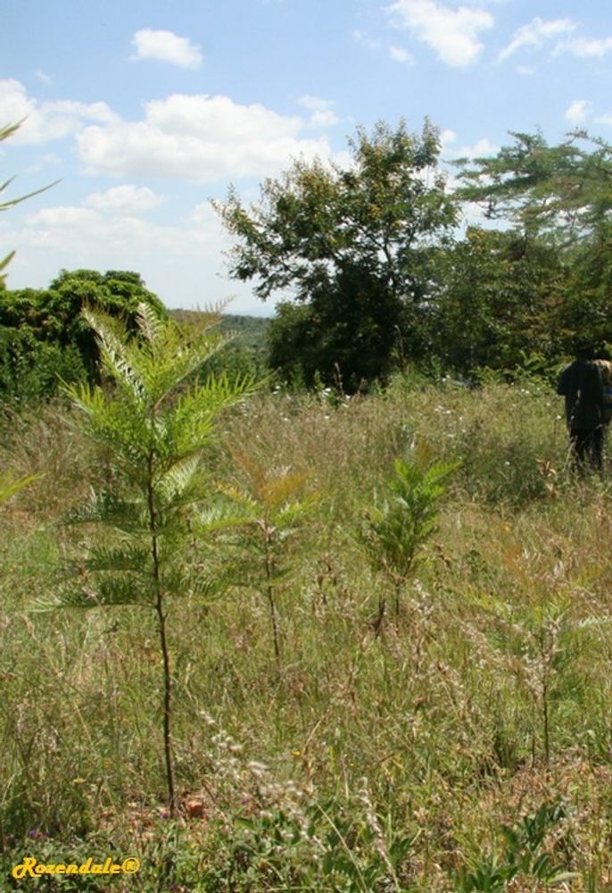 Seedling image, , Usalala, Kenya, 2016-10-30, Grevillea robusta - Silky oak