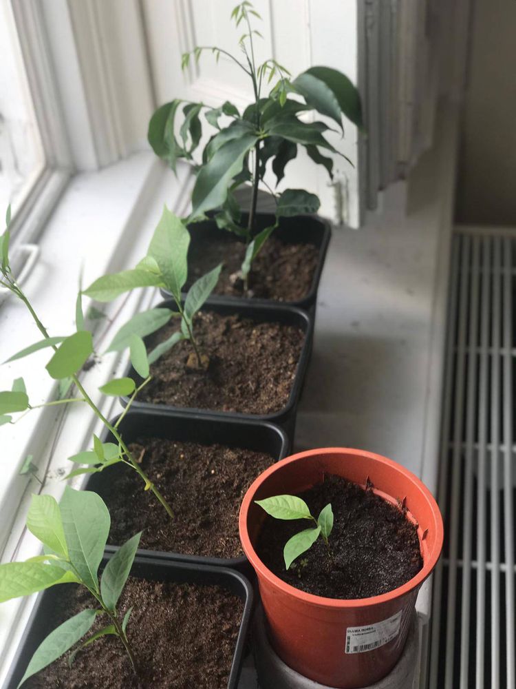 Seedling image, , Uitwellingerga, Netherlands, 2019-06-20, Asimina triloba - Kentucky pawpaw