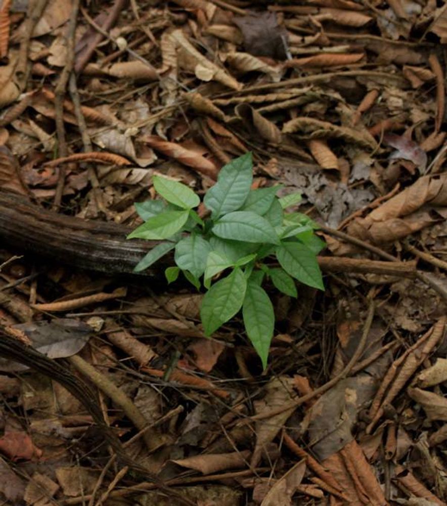 Seedling image, Maarten Rozendale, Ibadan, Nigeria, 2019-11-10, Inga edulis - Ice-cream bean tree