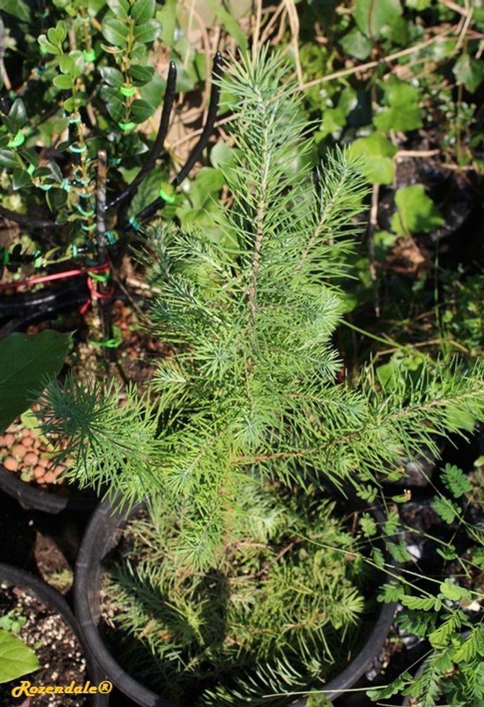 Seedling image, , Rijs, Netherlands, 2017-02-21, Larix decidua - European larch