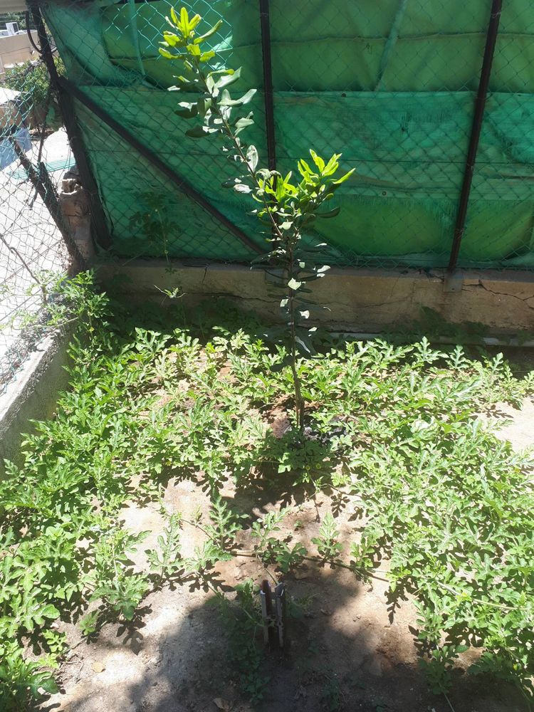 Seedling image, , Holon, Israel, 2019-07-31, Macadamia integrifolia - Smooth macadamia