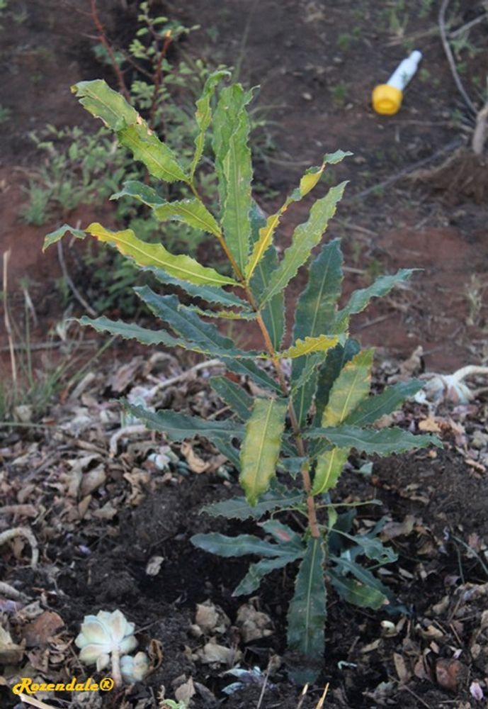 Seedling image, Test Name, Roodeplaat, South Africa, 2016-10-27, Macadamia tetraphylla - Rough macadamia