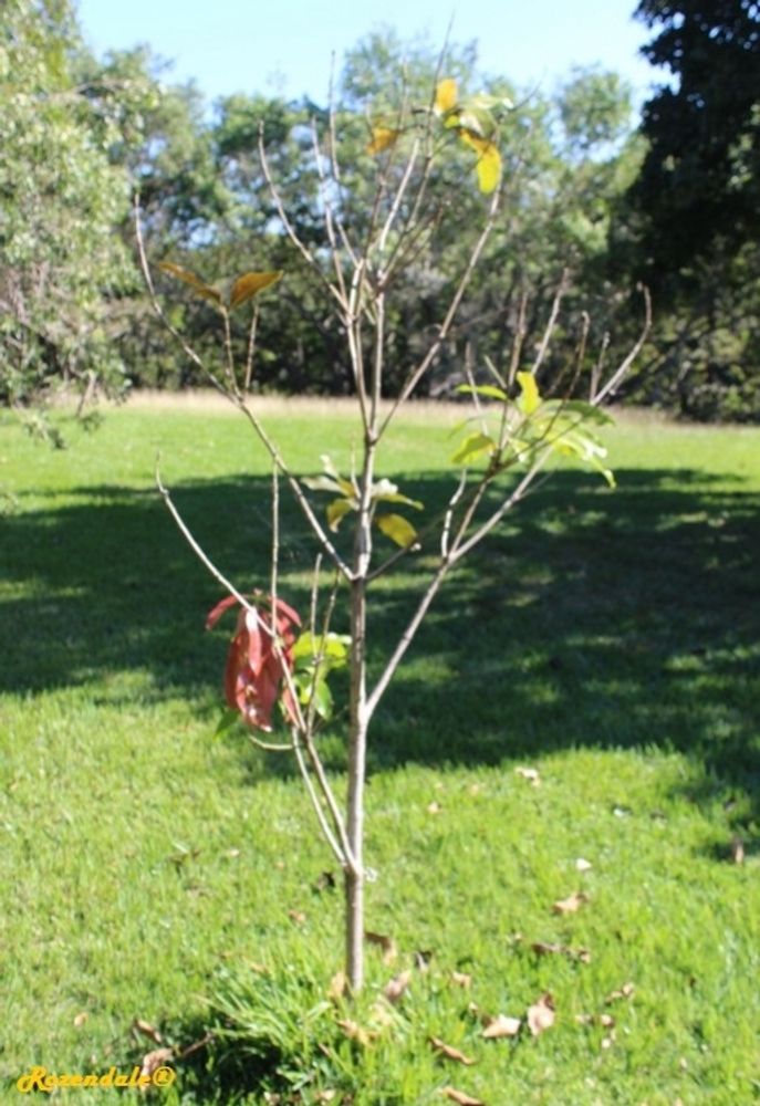 Seedling image, , Roodeplaat, South Africa, 2017-02-21, Mangifera caesia - Mechang
