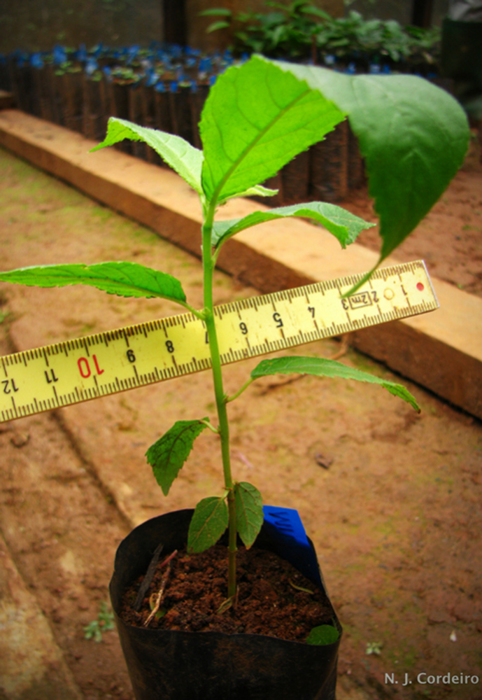 Seedling image, , Roodeplaat, South Africa, 2016-10-30, Milicia excelsa - Iroko