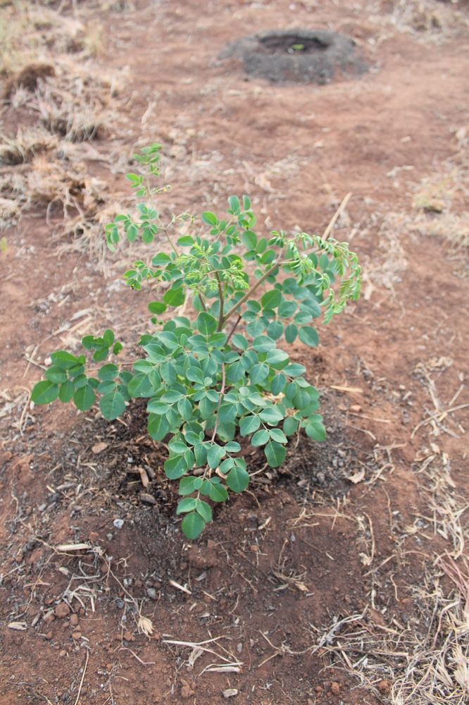 Seedling image, Maarten Rozendale, Roodeplaat, South Africa, 2015-10-20, Moringa oleifera - Moringa