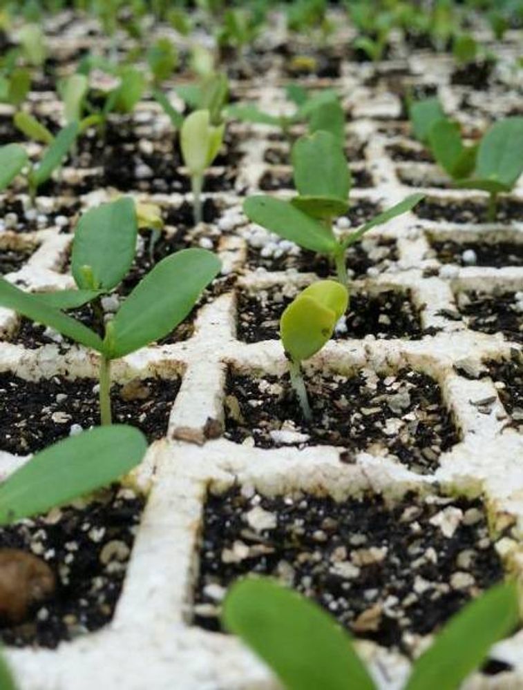Seedling image, , Windhoek, Namibia, 2019-07-26, Peltophorum africanum - Rhodesian black wattle