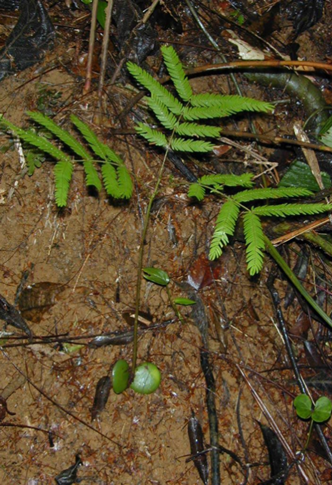 Seedling image, , Laughman, United States, 2017-02-21, Pentaclethra macroloba - Fine leaf tree