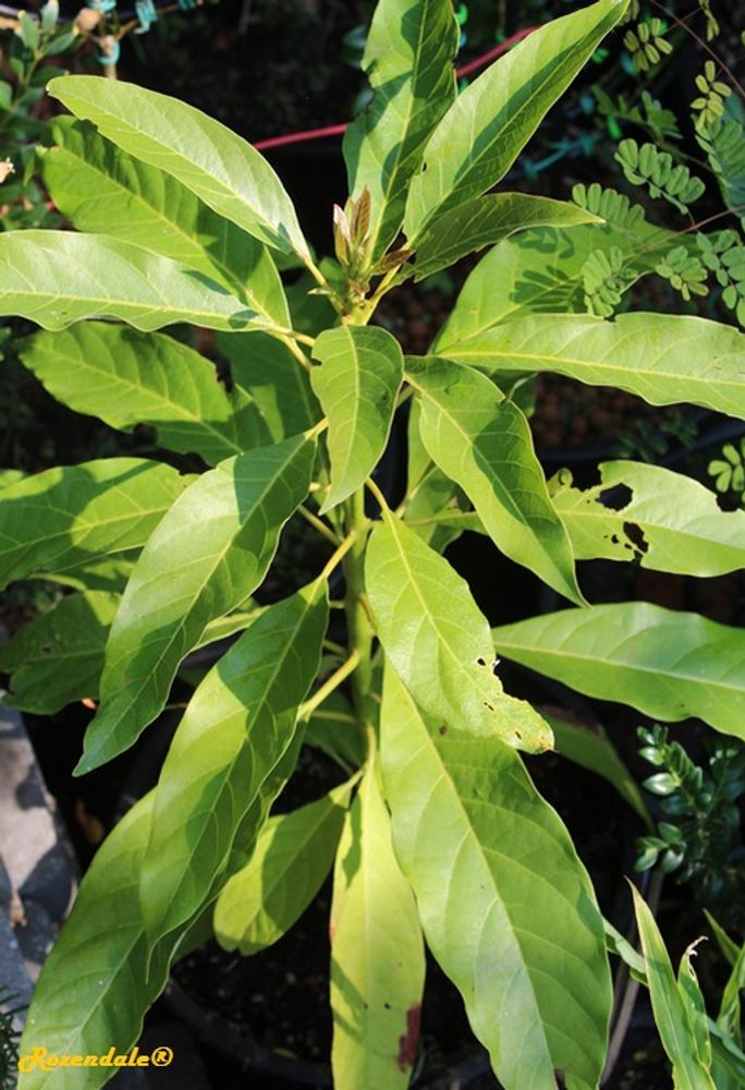 Seedling image, , Renkum, Netherlands, 2016-10-30, Persea americana - Avocado tree