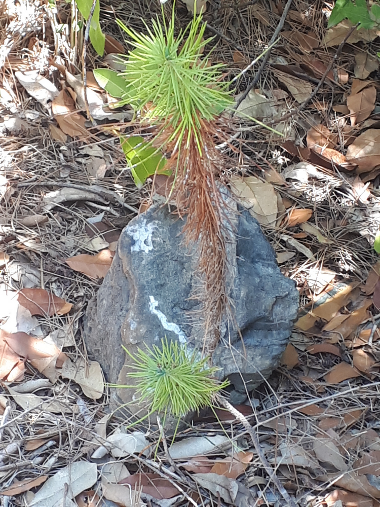 Seedling image, , , , 2018-09-22, Pinus halepensis - Aleppo pine