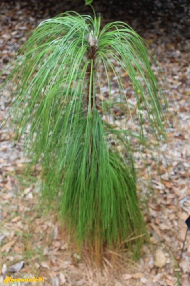 Seedling image, , Coral Gables, United States, 2017-02-22, Pinus palustris - Longleaf pine