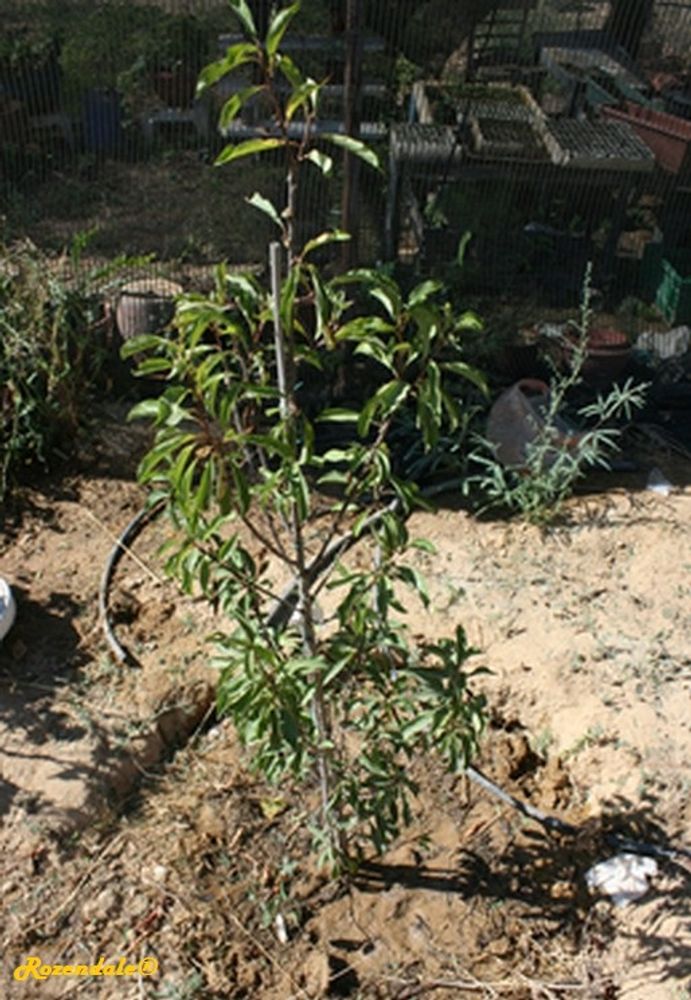 Seedling image, , , , 2017-04-15, Prunus domestica - Common plum