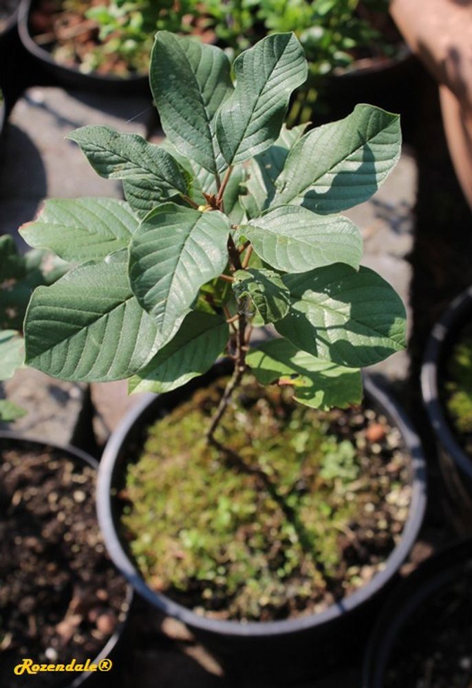 Seedling image, , Sneek, Netherlands, 2017-04-15, Prunus serrulata - Japanese cherry