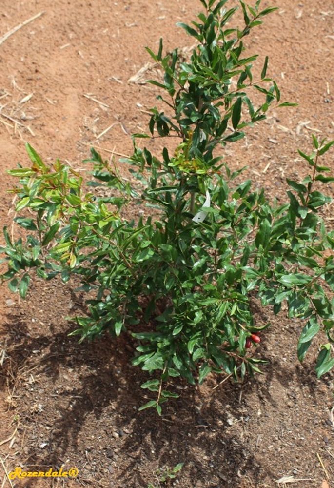 Seedling image, , Coral Gables, United States, 2017-02-22, Punica granatum - Pomegranate