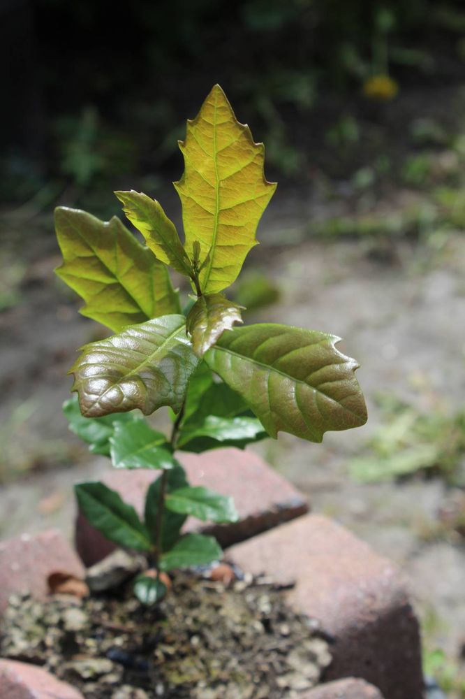 Seedling image, Maarten Rozendale, Sneek, Netherlands, 2017-07-31, Quercus virginiana - Southern live oak