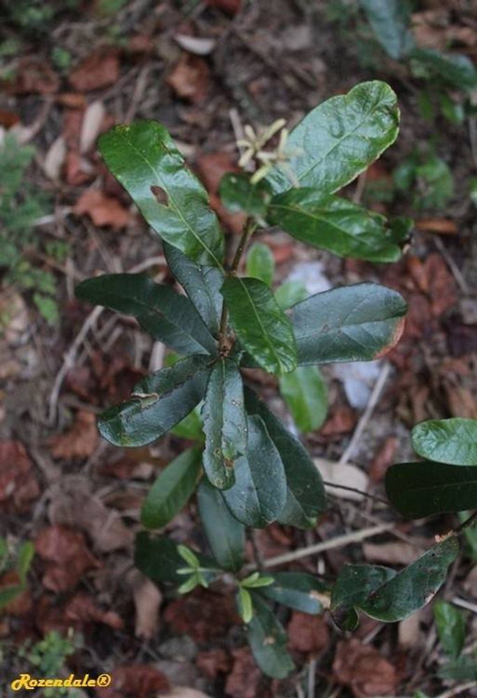 Seedling image, Maarten Rozendale, Dallas, United States, 2016-11-02, Quercus virginiana - Southern live oak