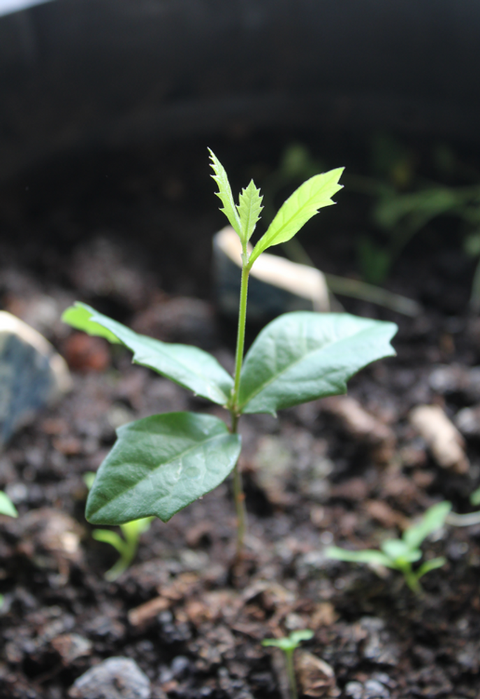 Seedling image, Test Name, Sneek, Netherlands, 2017-05-27, Quercus virginiana - Southern live oak