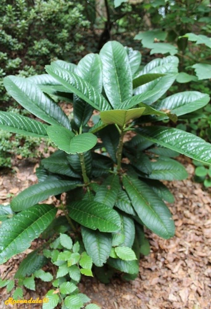 Seedling image, , Sneek, Netherlands, 2017-02-21, Rhododendron barbatum - Rhododendron barbatum