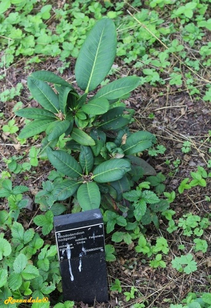 Seedling image, , Sneek, Netherlands, 2017-08-30, Rhododendron hodgsonii - Himalaya rhododendron