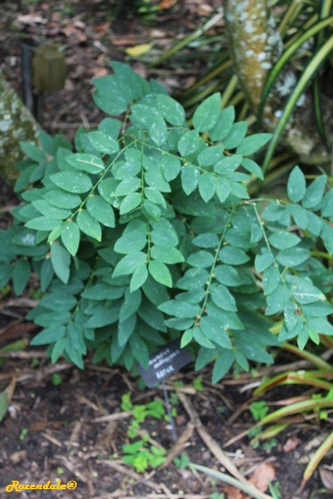 Seedling image, , Coral Gables, United States, 2017-02-22, Sauropus androgynus - Katuk