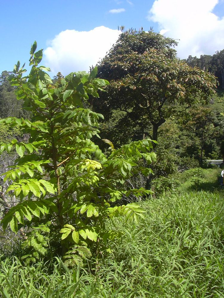 Seedling image, Maarten Rozendale, Hana Hwy, Haiku, HI, USA, United States, 2019-11-15, Spathodea campanulata - Nandi flame