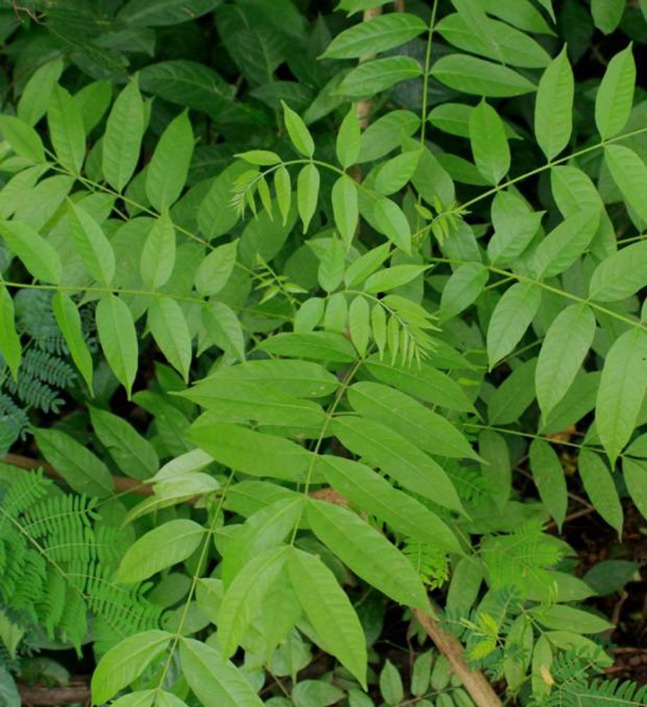 Seedling image, Maarten Rozendale, Ibadan, Nigeria, 2019-11-14, Spondias mombin - Yellow mombin plum