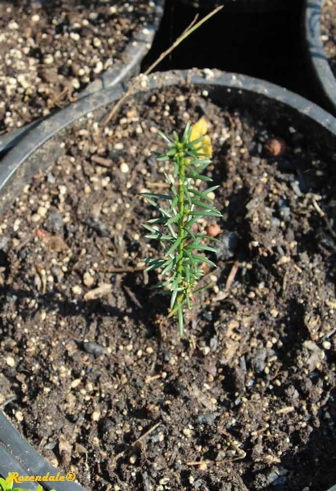Seedling image, , Harry P Leu, Orlando, United States, 2017-02-21, Taxus baccata - Yew tree
