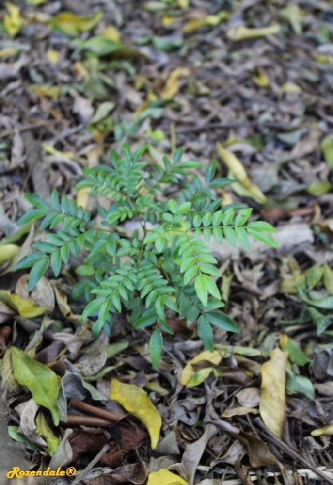Seedling image, , Coral Gables, United States, 2016-10-29, Wallaceodendron celebicum - Banuyo