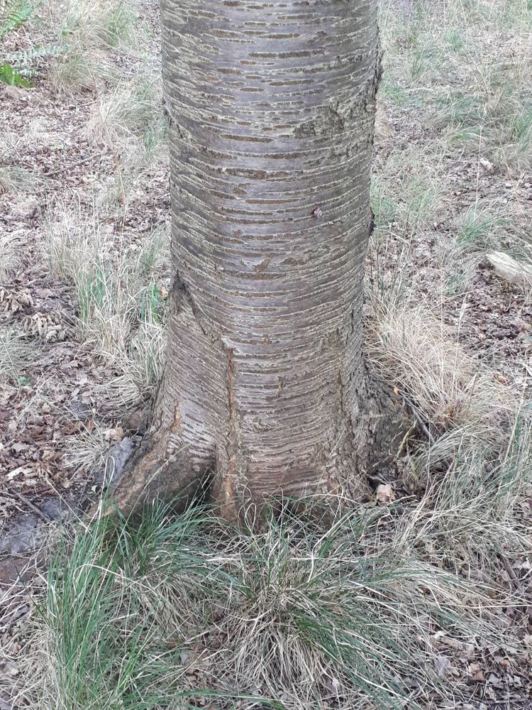 Stem image, , Haren, Netherlands, 2018-09-01, Prunus avium - Wild cherry