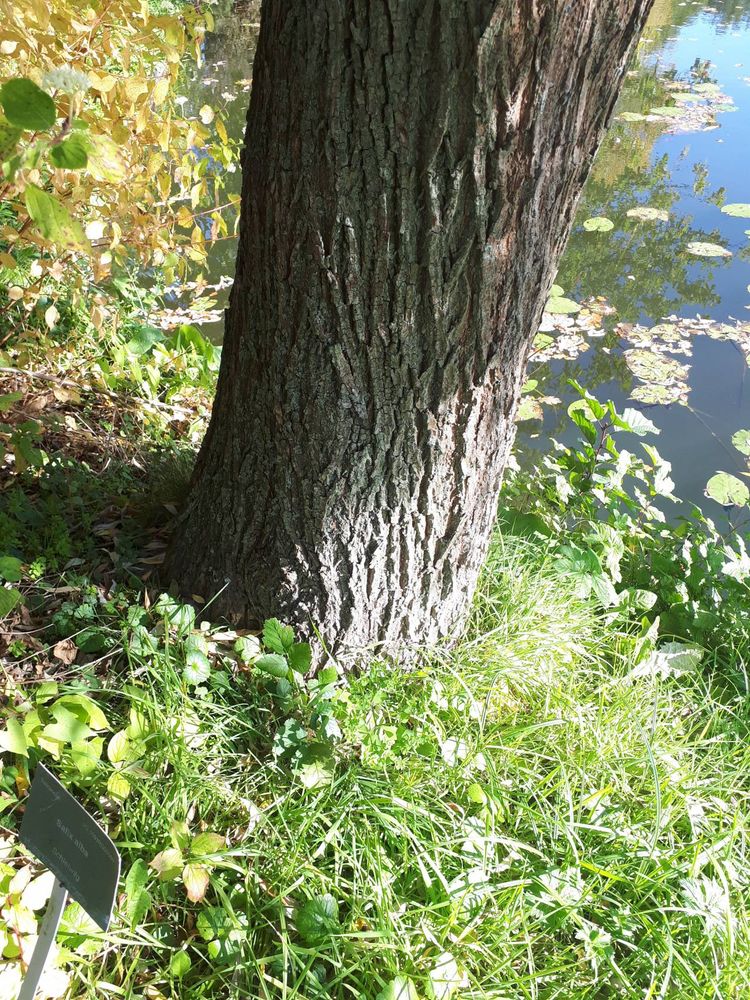 Stem image, , Utrecht, Netherlands, 2018-10-12, Salix alba - White willow