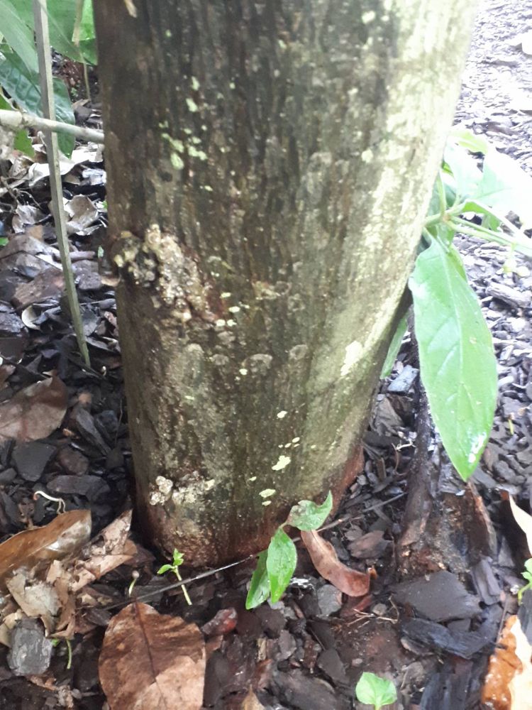 Stem image, , Utrecht, Netherlands, 2018-10-12, Annona muricata - Soursop