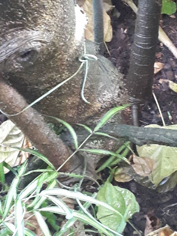 Stem image, , Utrecht, Netherlands, 2018-10-12, Bixa orellana - Achiote