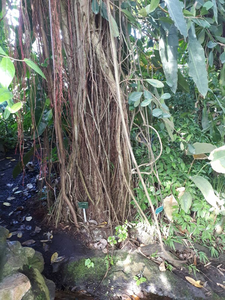 Stem image, , Utrecht, Netherlands, 2018-10-12, Ficus thonningii - Bark cloth fig