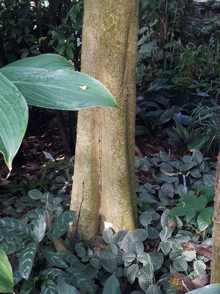 Stem image, , Utrecht, Netherlands, 2018-10-12, Spathodea campanulata - Nandi flame