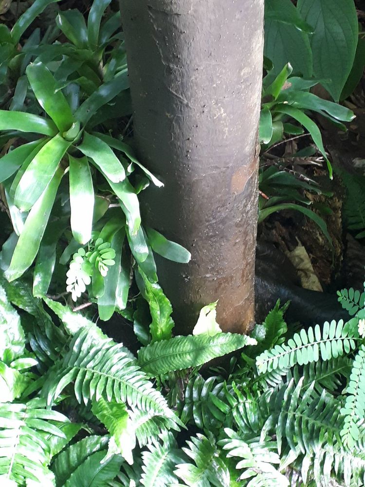 Stem image, , Utrecht, Netherlands, 2018-10-12, Triplaris weigeltiana - Ant tree