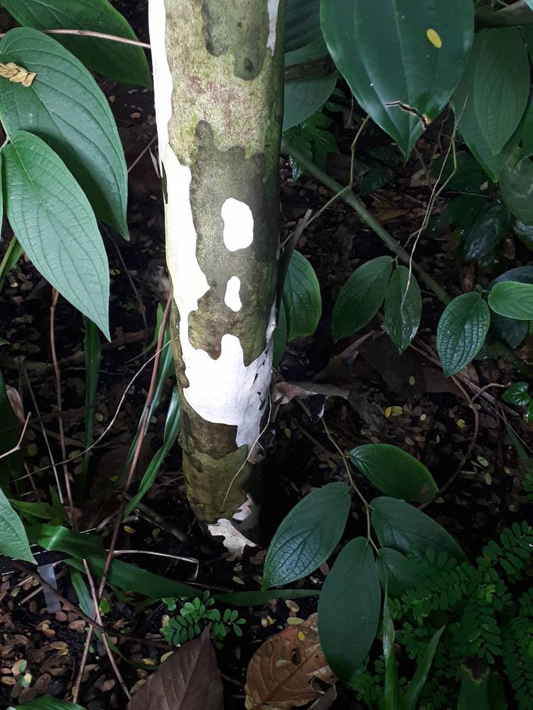 Stem image, , Ut, , 2018-10-12, Caesalpinia ferrea - Leopard tree