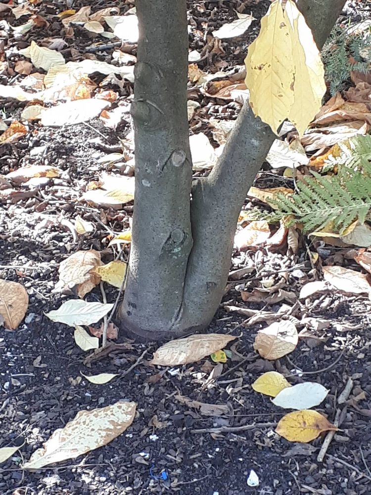 Stem image, , Utrecht, Netherlands, 2018-10-12, Asimina triloba - Kentucky pawpaw
